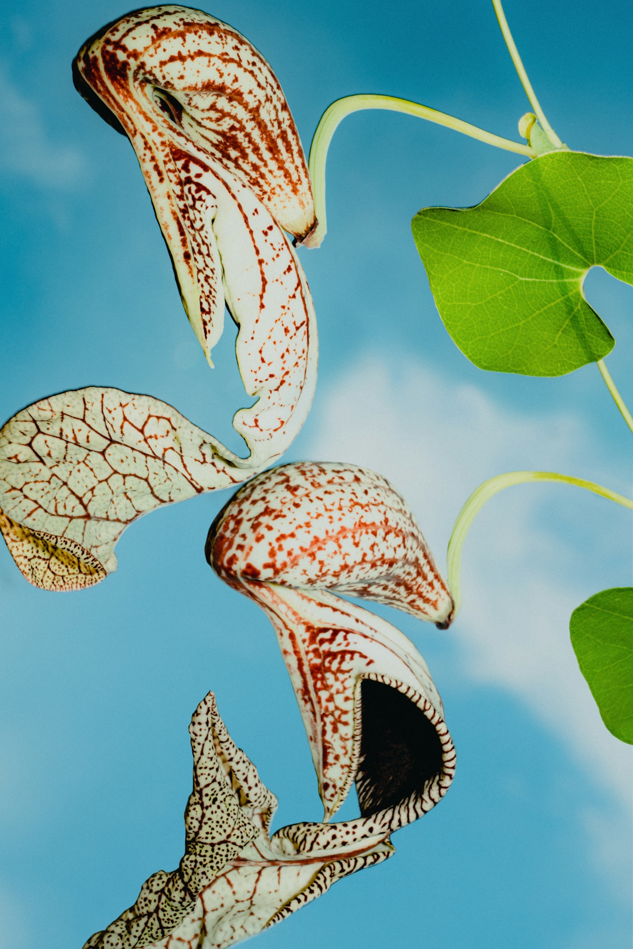 Intern, Junior, Semi Senior y Senior: qué es y qué se espera de cada uno